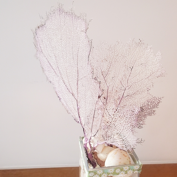 Natural Gorgonian Corals - Picture 2 of 7